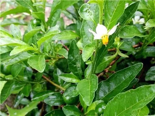 那些常见却叫不上名字的野花野草,常见的野花野草却是农家之宝