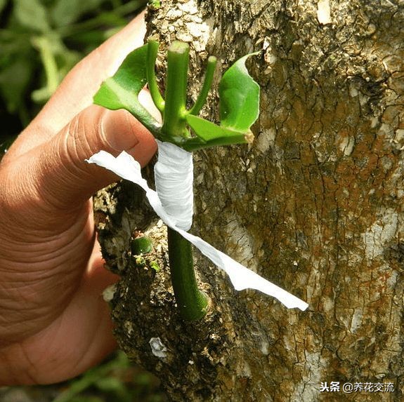植物花卉嫁接需要用到的几个技巧，新手也能轻松学会