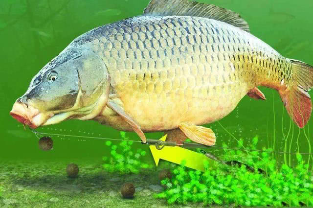 英国钓鲤鱼装备,欧洲钓鲤鱼的方法