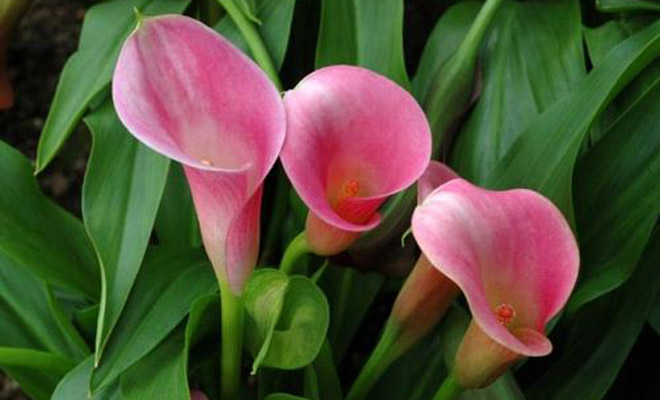 马蹄莲的养殖方法和注意事项视频,马蹄莲的养殖方法是多年生吗