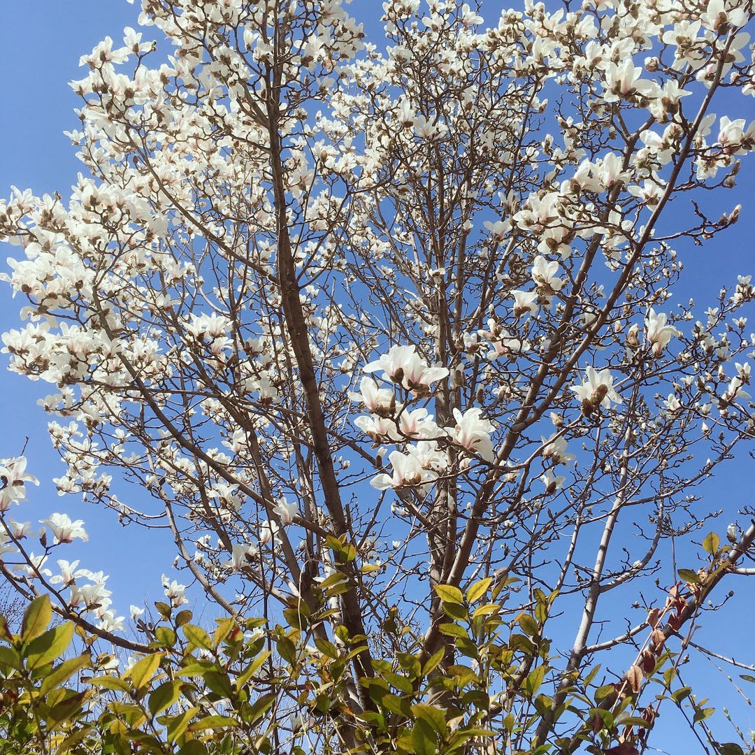 蝴蝶套胶与挺拔套胶对比,蝴蝶套胶各系列差别