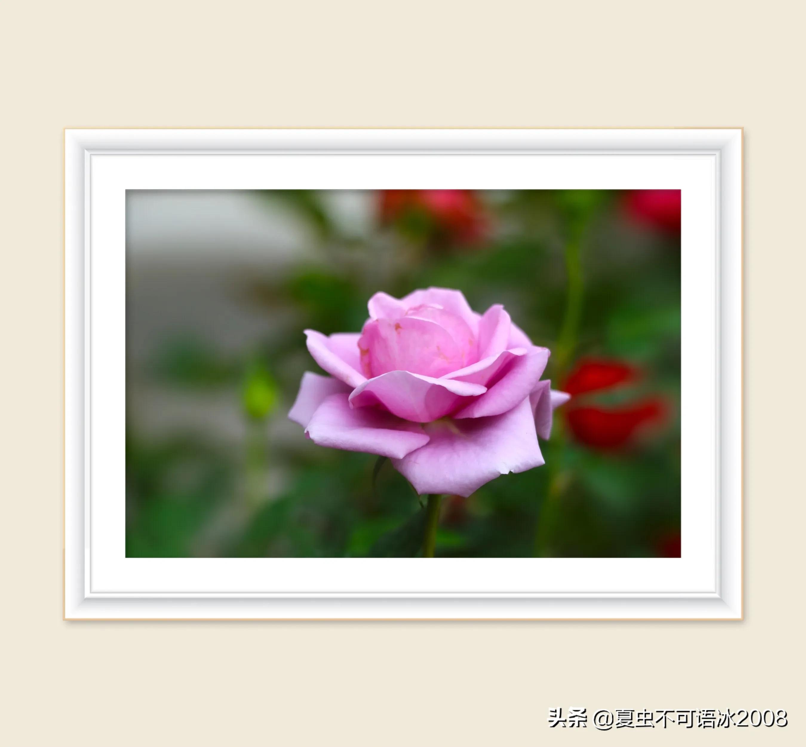 微课在物理教学中的应用,微课在物理教学中的应用论文