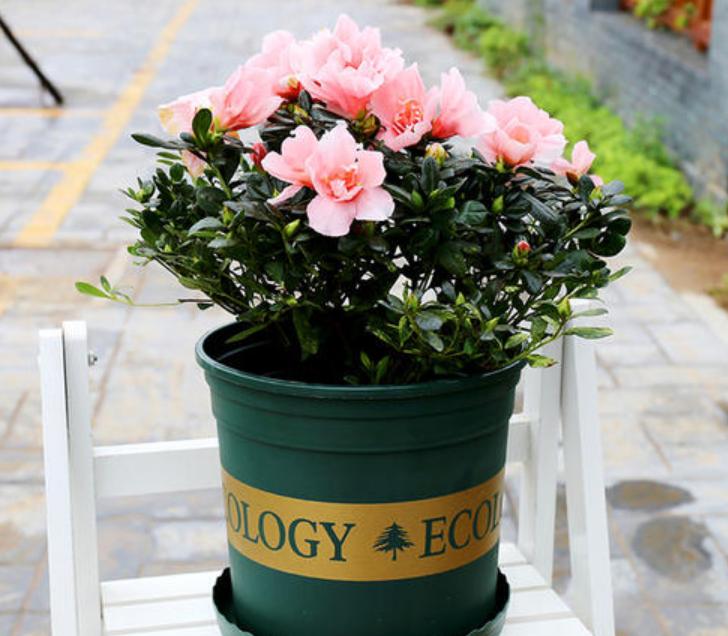 杜鹃花过年能摆放吗,杜鹃花冬天落叶不落叶