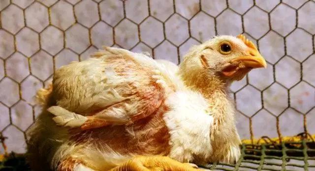 鸡的腺病毒是什么原因造成的,这样做,能有效防治