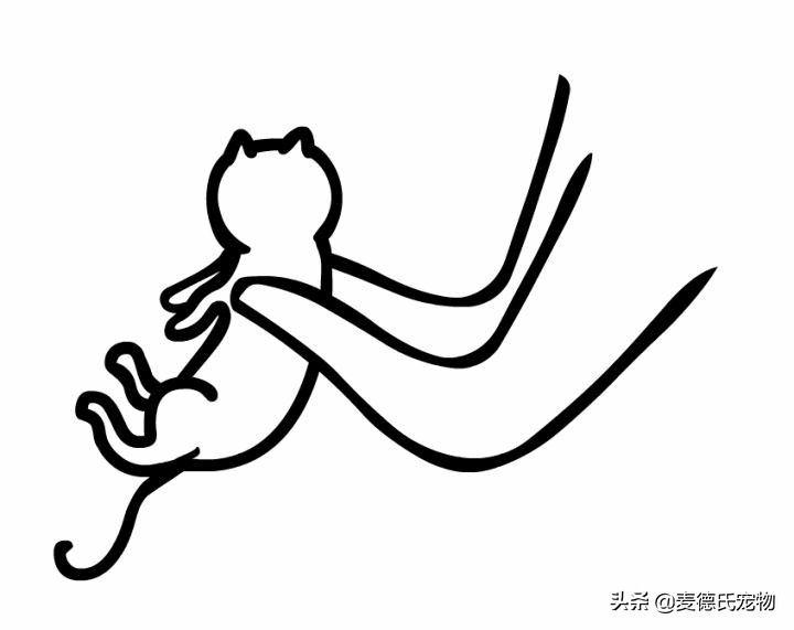 猫卧姿的正确姿势,提猫的后颈的正确姿势