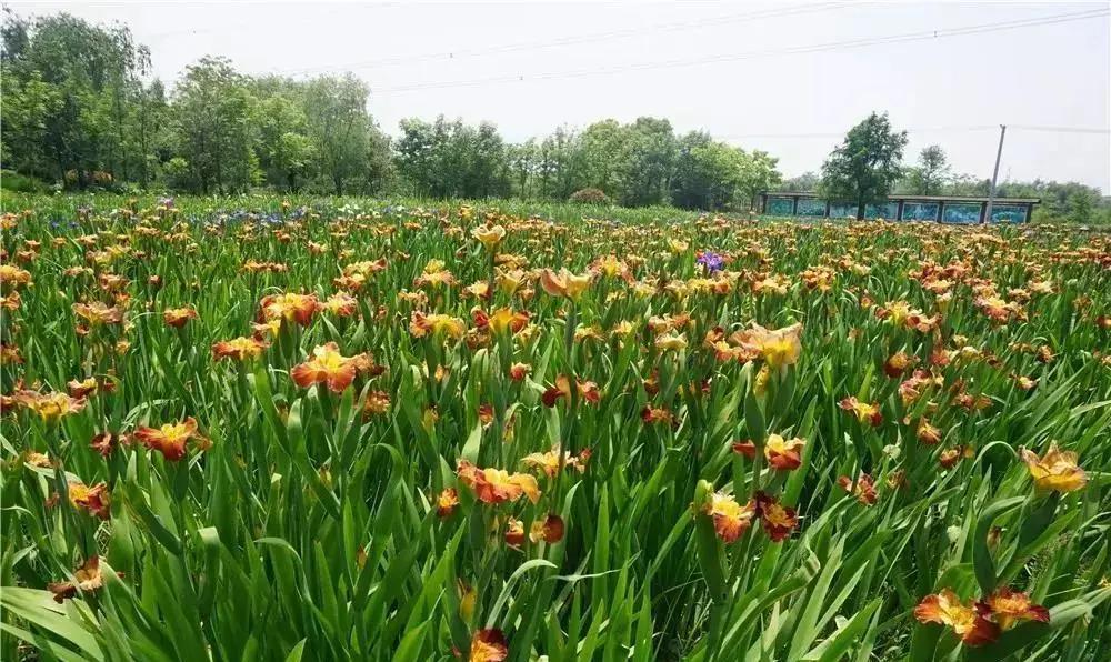美美美！余杭七大花海组团来袭，遍地繁花好似人间仙境