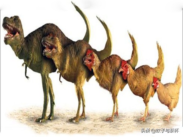 为什么人们会得恐鸡症,怕鸡恐惧症怎么治