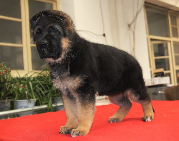 德牧幼犬定点训练大小便,训练德牧犬简单方法