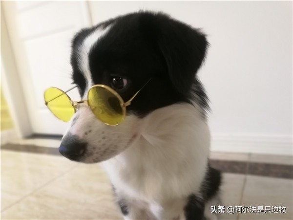 你曾经被狗报复过吗,你曾经被狗追发生过什么