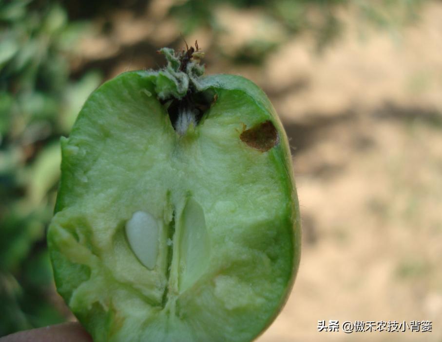 梨小食心虫防治最佳时间,梨小食心虫的为害症状