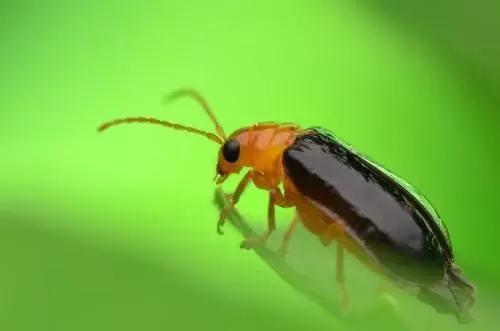 蔬菜害虫分类及图片大全,蔬菜害虫的防治方法有哪些