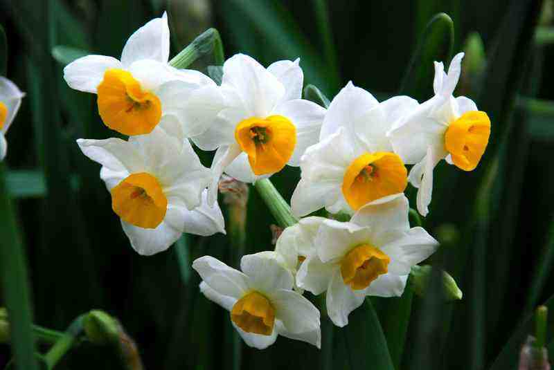 水仙花怎样养种球,小种球水仙花的养殖方法