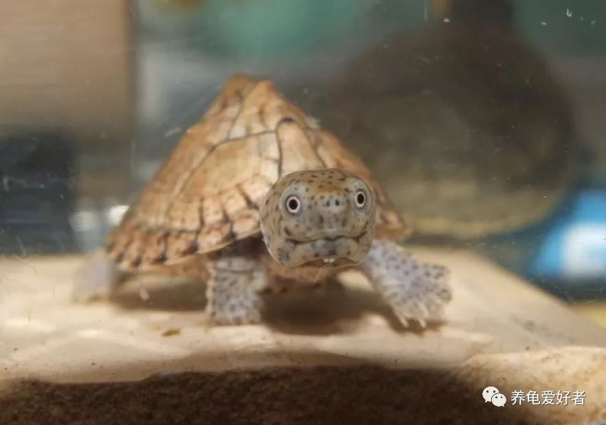 养龟异味怎么处理,养龟怎样防止臭味