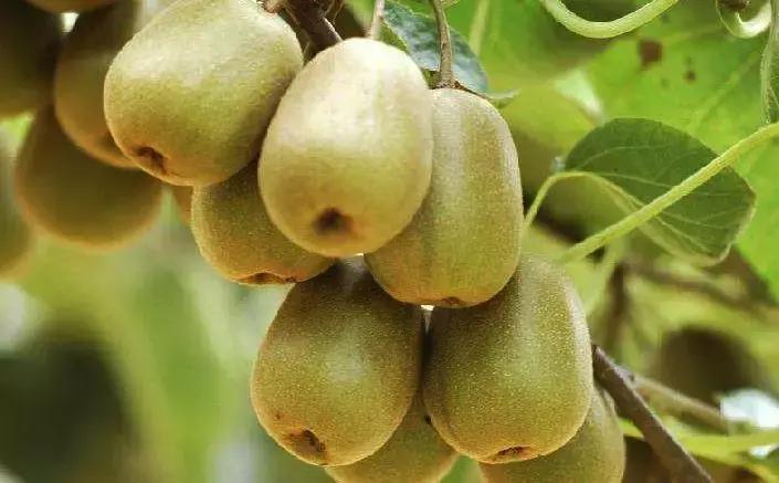 农村人居环境整治|从“三无”变“宜居”看杨凌这个村是怎样炼成的？