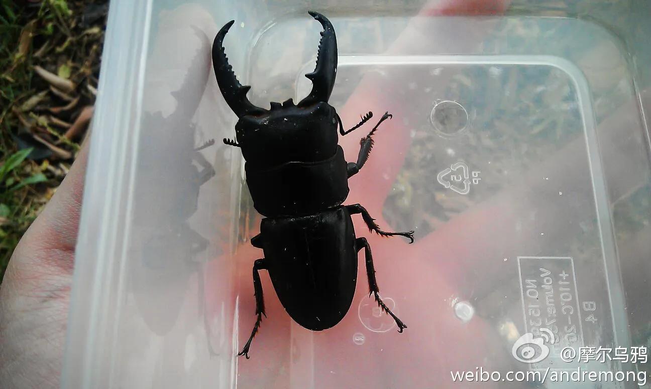 渭北记忆“夹夹”趣事多多