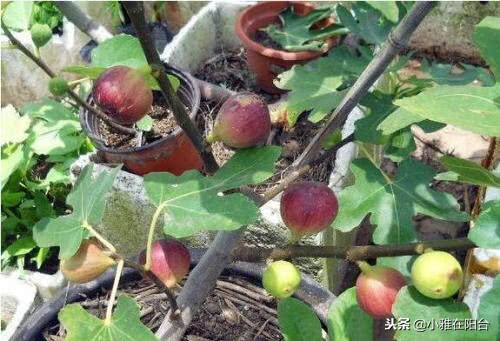 种无花果用这两个方法一年就枝繁,大面积种植无花果技术