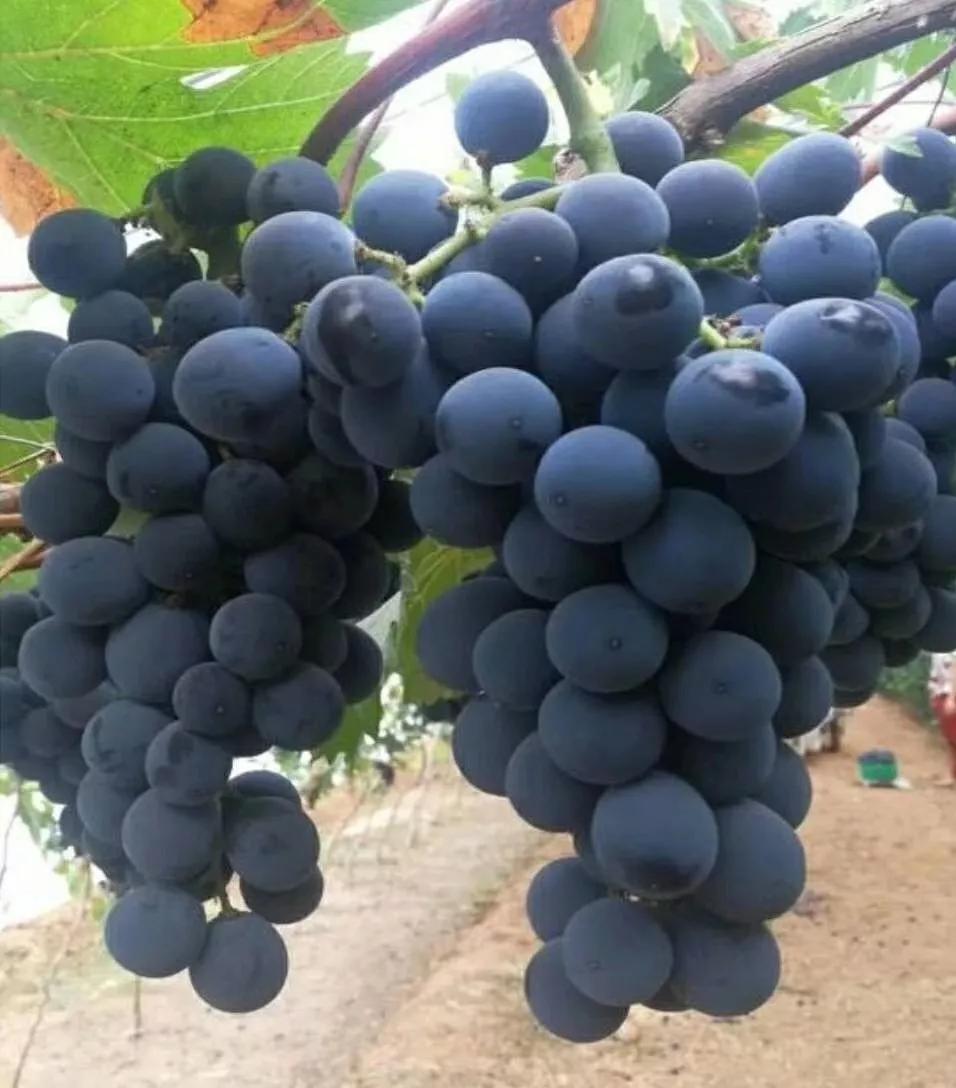 现在新品种葡萄是什么品种最好,2023葡萄最有潜力的新品种