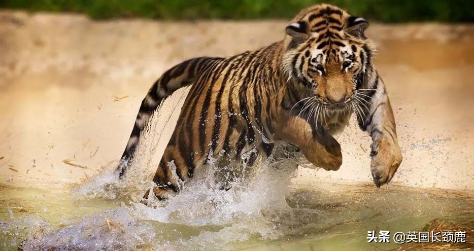 全球十大最受欢迎的野生动物园,伦敦十大动物园