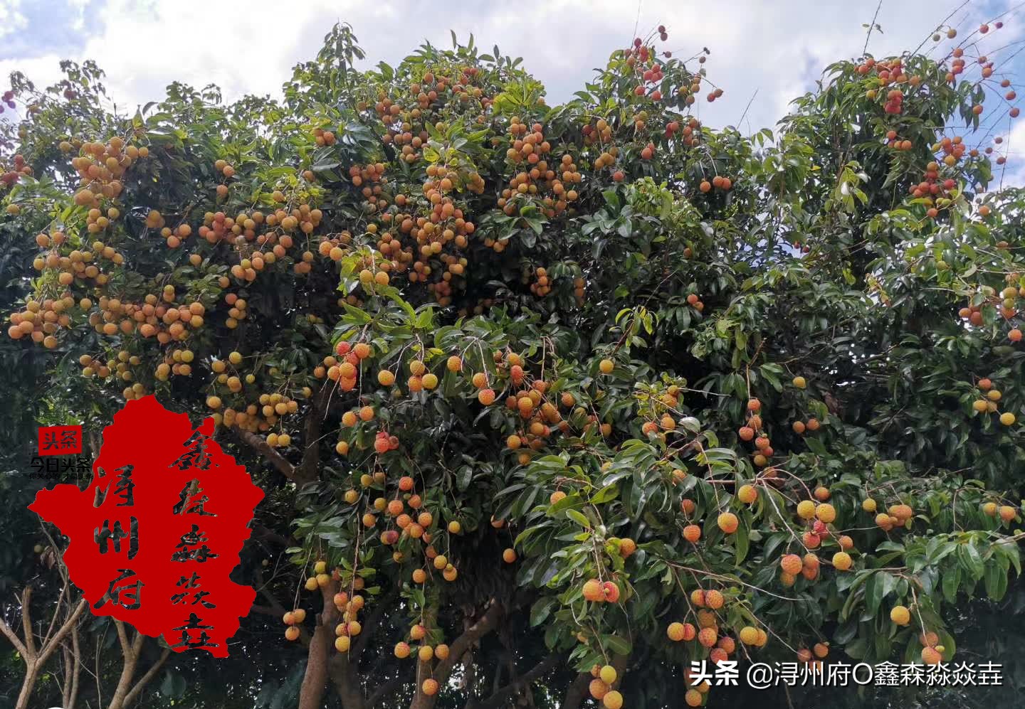 桂平麻垌中国荔枝之乡的石碑,麻垌荔枝之乡在哪里