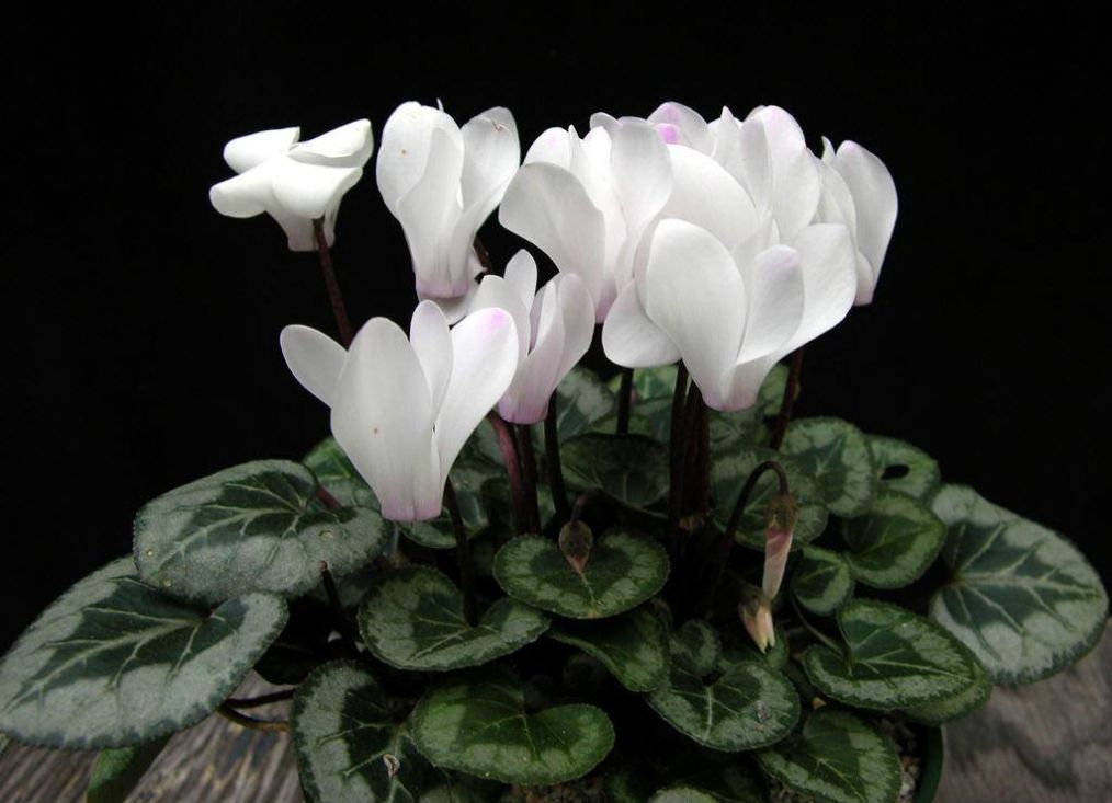 仙客来怎么养有什么注意事项,仙客来长势不好该怎么办