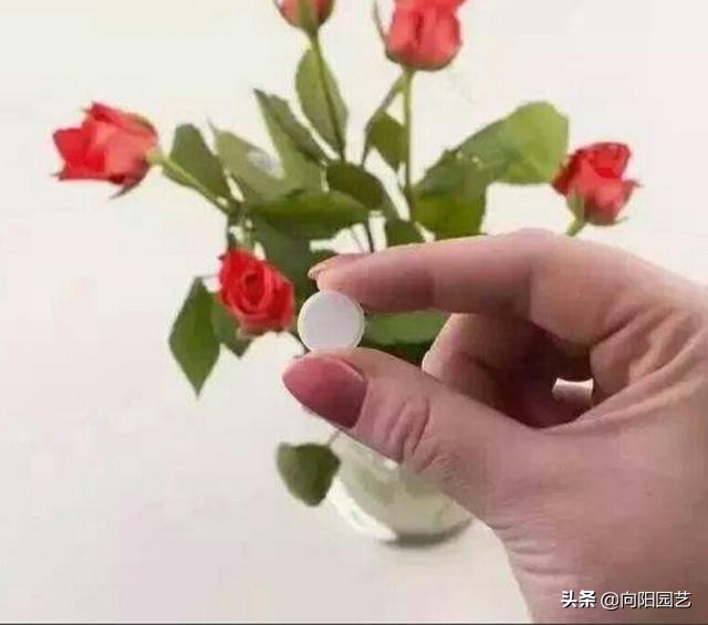 花卉施什么营养液最好,花卉养护用什么营养液