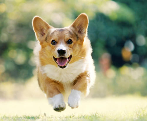 柯基被人宠坏的5个表现,柯基被宠坏的五大表现