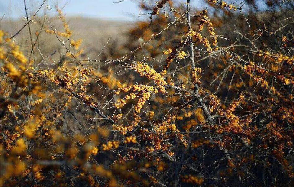 沙棘种植可行性研究报告,沙棘调研