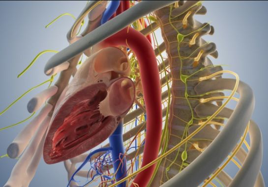 胸椎韧带损伤最佳治疗方法,胸椎损伤与复位