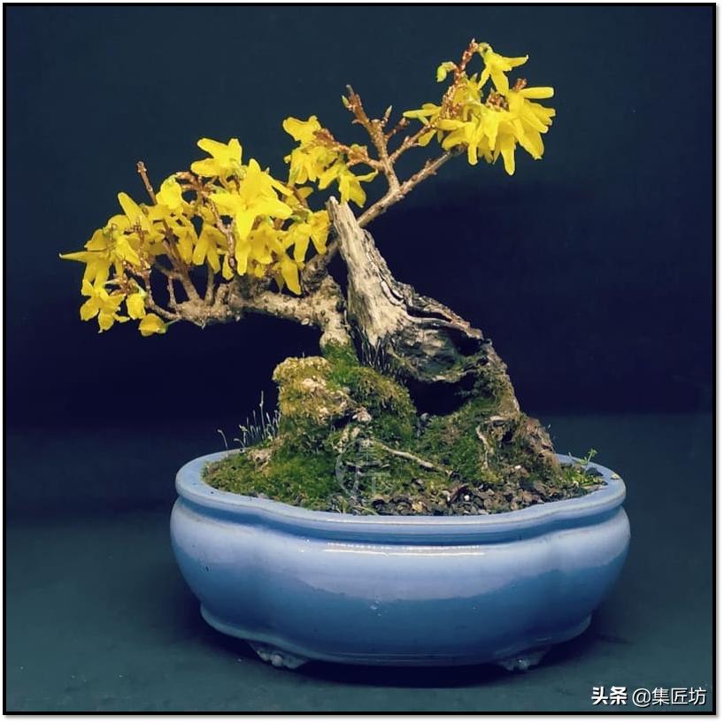 连翘盆景的养护,连翘迎春花盆景养殖方法