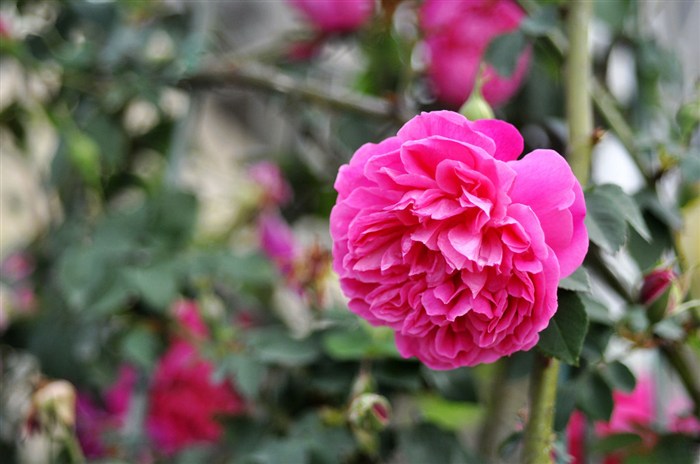 无刺四季开花藤本月季品种有哪些,耐热又耐寒的藤本月季有哪些品种