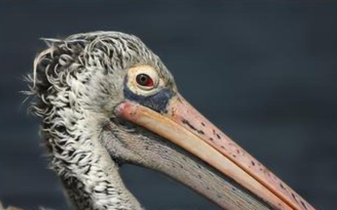恐龙灭绝之后的大鸟,时隔80多年神秘大鸟再次现身