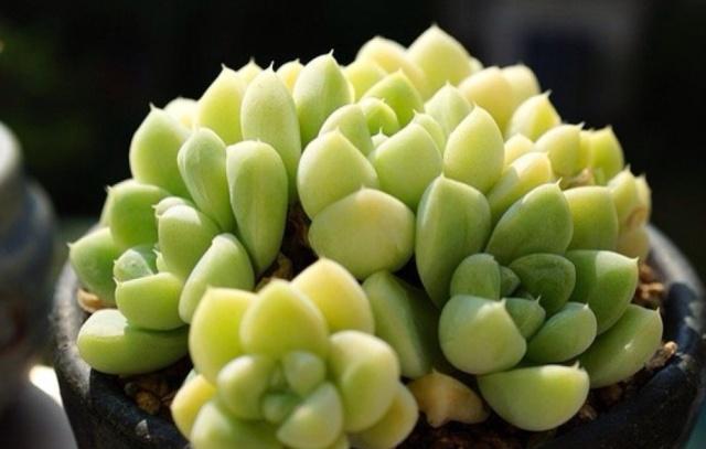 多肉长不大怎么修剪,多肉小苗移盆怎么配土