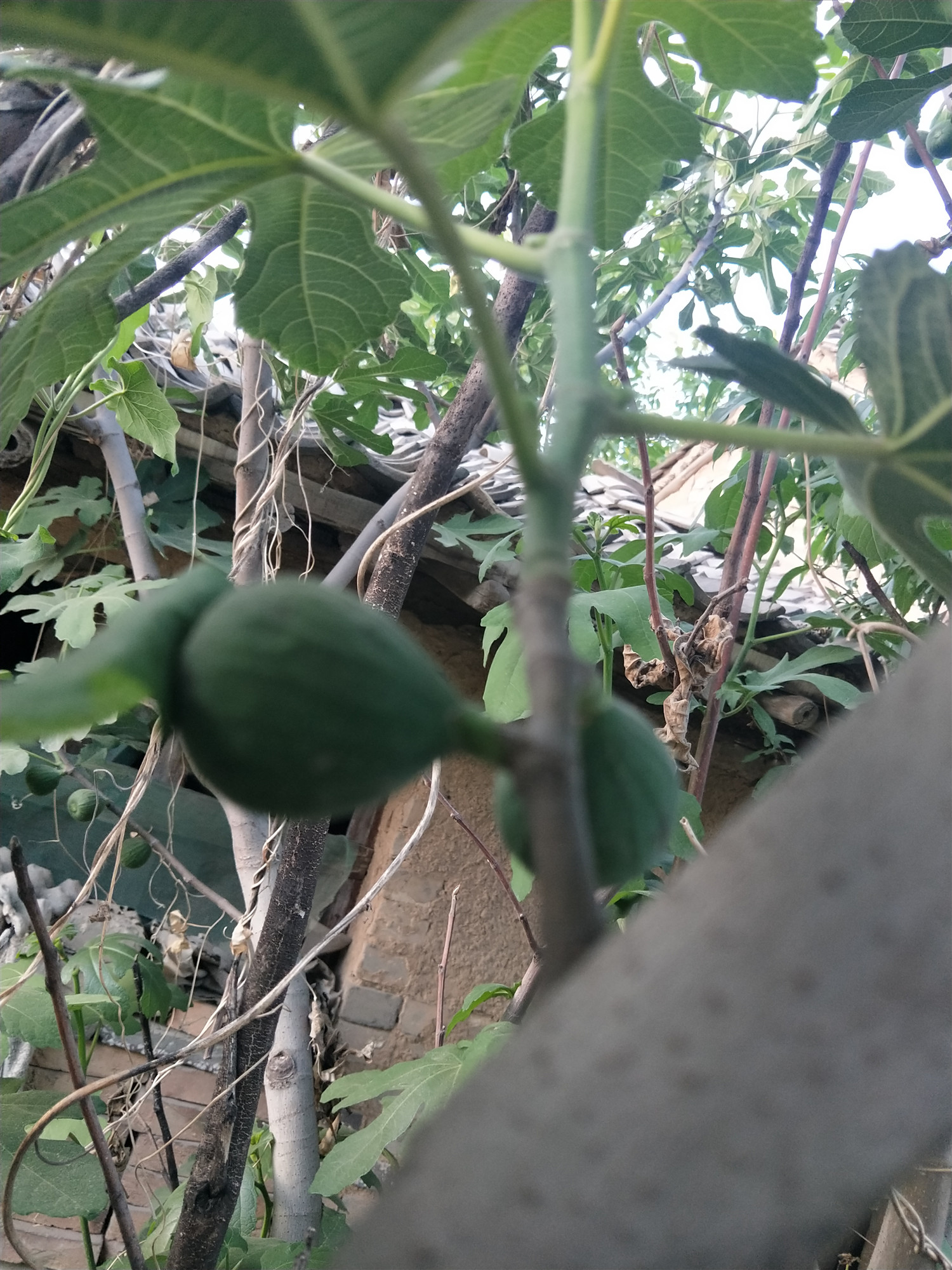 无花果是有核水果吗,无花果是无糖水果吗