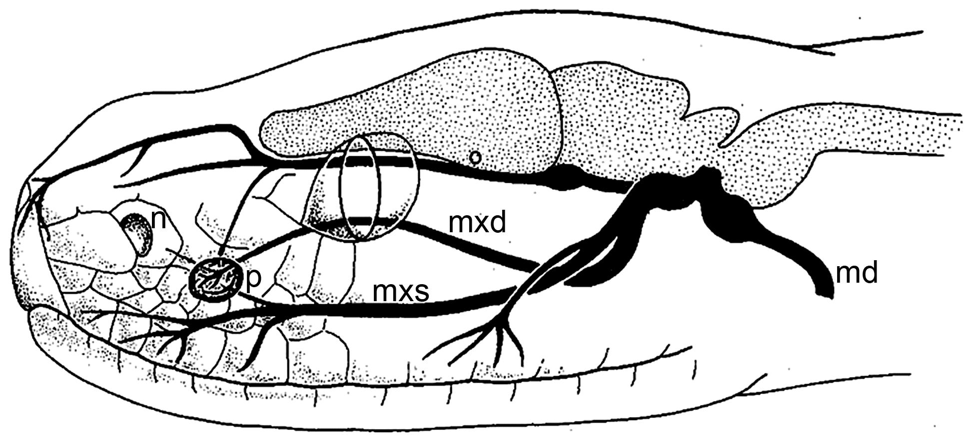 被蛇咬住了怎么办,被蛇咬住右手食指不松口
