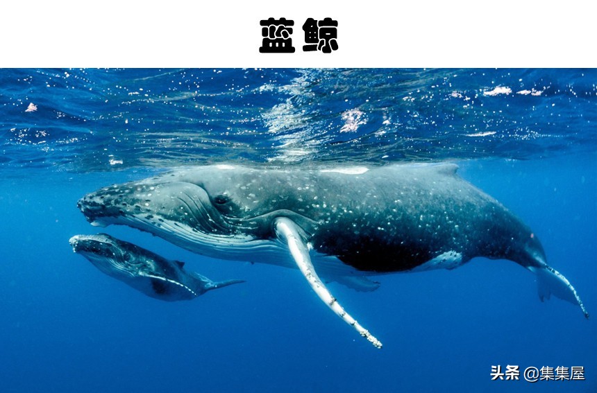 100多种你没见过的动物,十种你未见过的小型生物