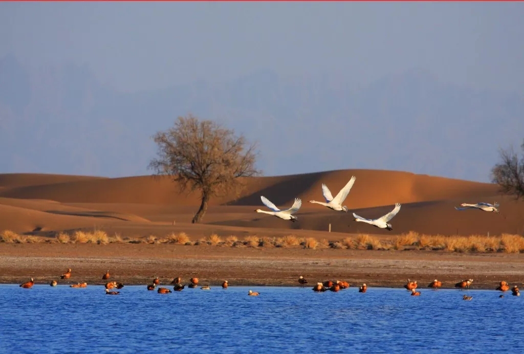 阿拉善盟免费景点,阿拉善盟定远营旅游景区