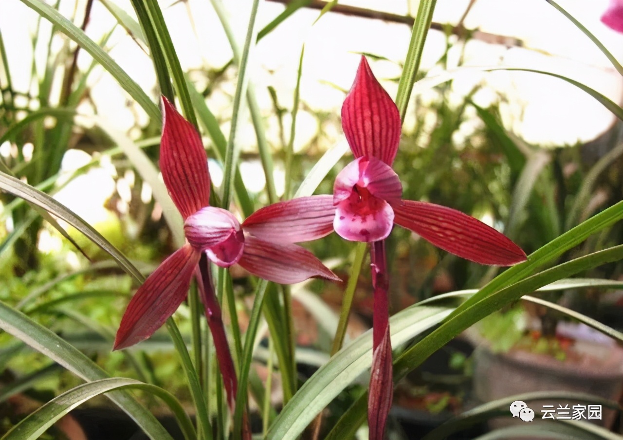 这5款红色的多肉好看好养到爆,五种最香的兰花品种