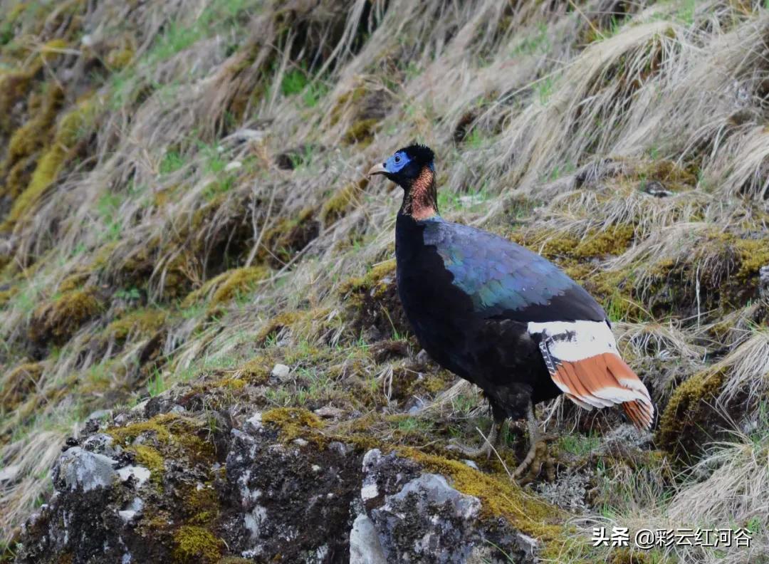 中国云南哪里好看,云南的云彩为什么好看
