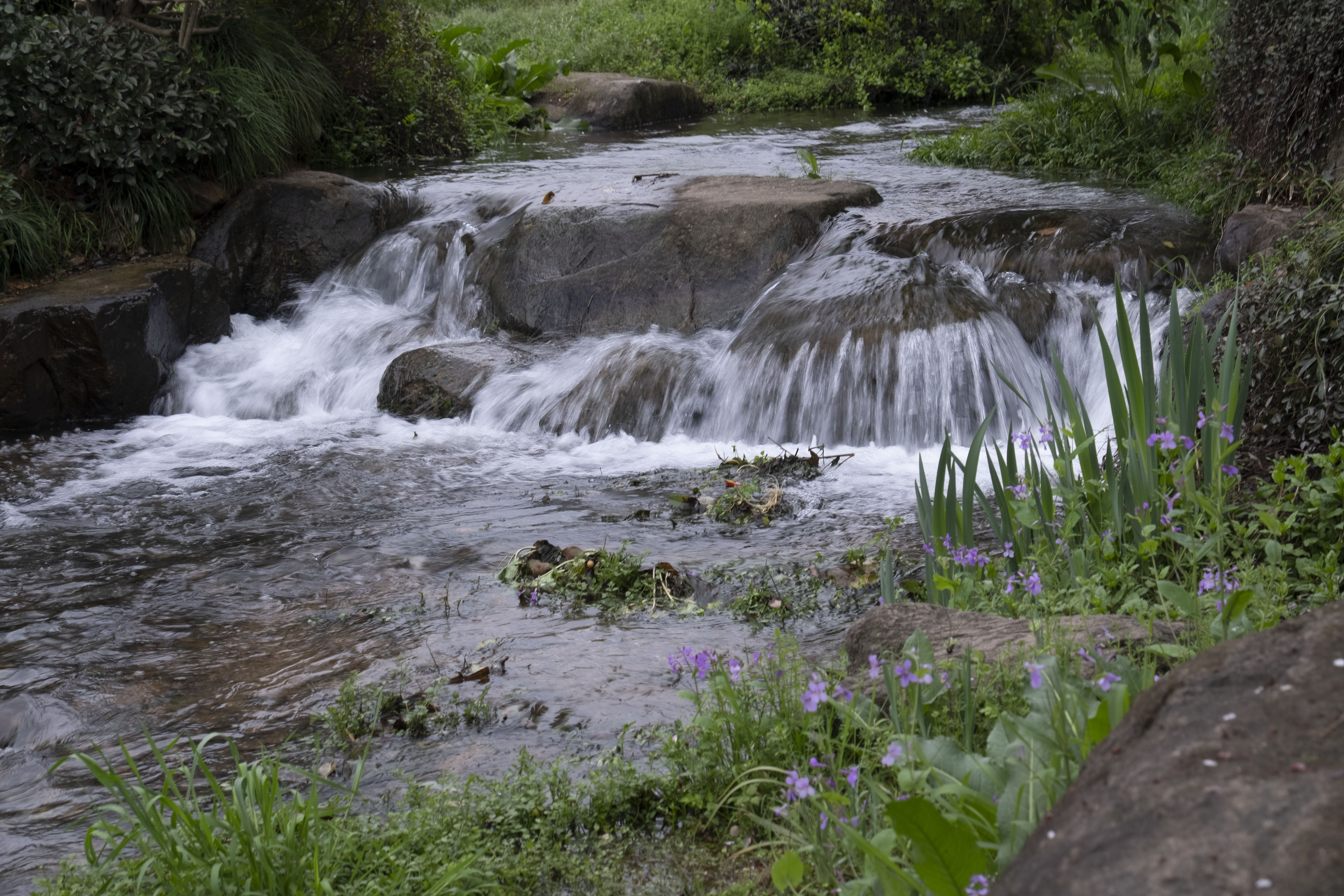 西湖龙井春茶季,龙井茶西湖明前春茶