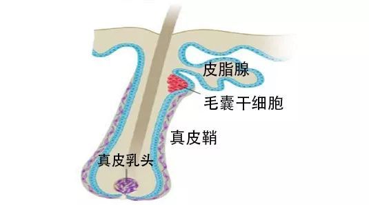 秃顶这件事就过不去了?两项新研究为治疗脱发带来新希望