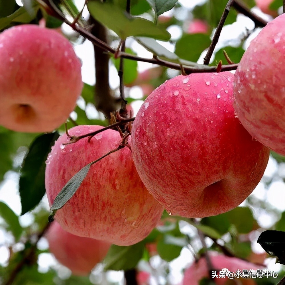 目前最有发展前途的早熟苹果品种,现在最好的富士苹果是什么品种