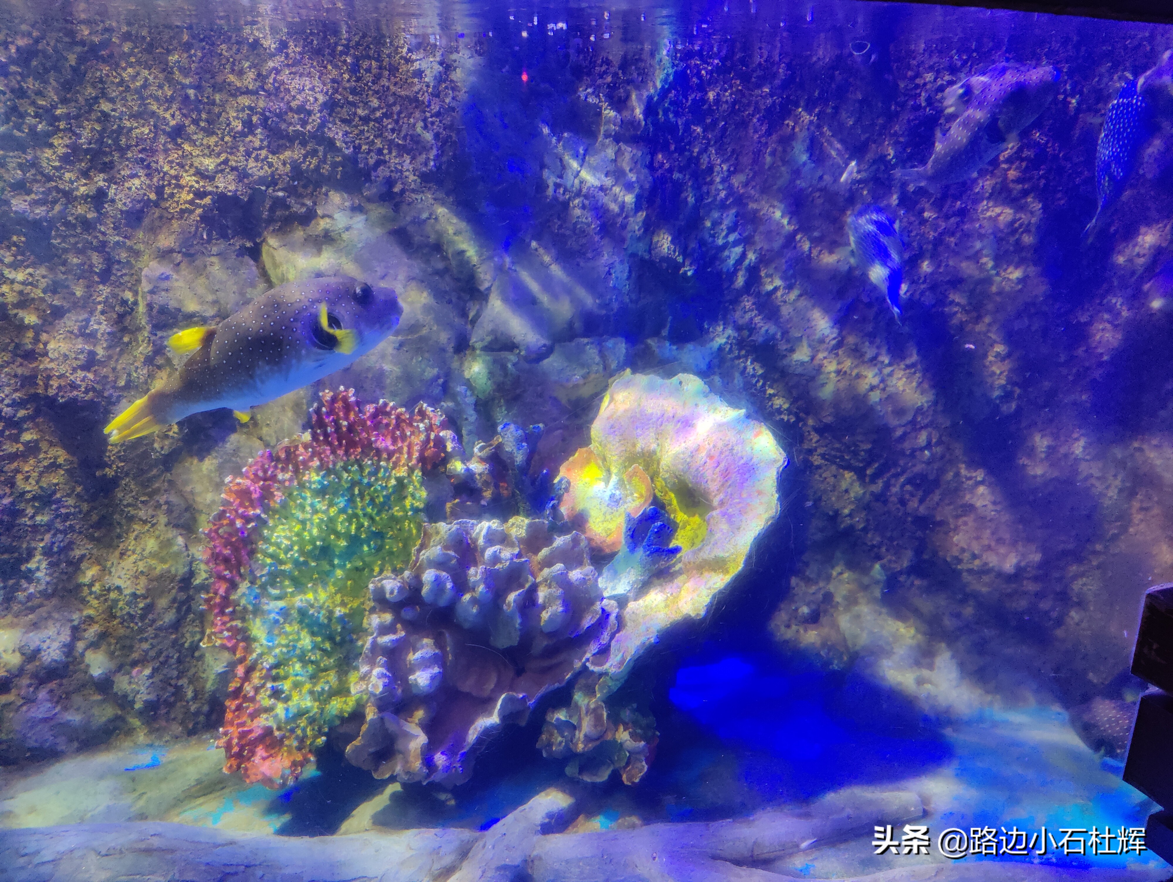 北京海洋馆游玩一览表,北京太平洋海洋馆海底世界