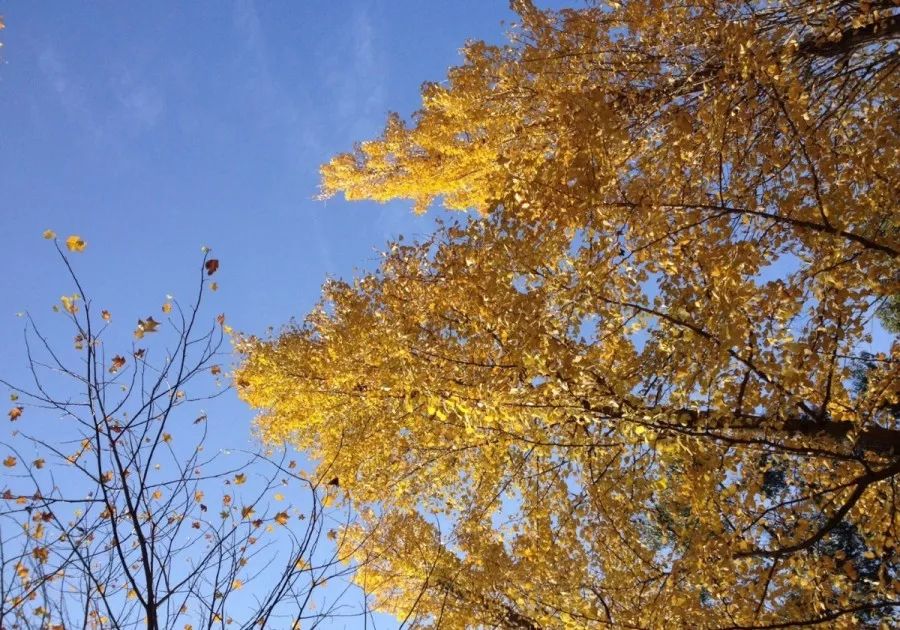 温州银杏哪里最美,温州秋冬的银杏树确实美