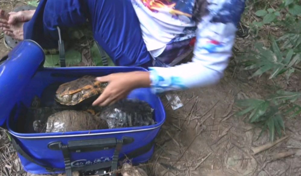 广东湛江市乌龟,湛江城月河钓鱼