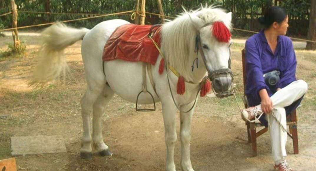 白龙马从马棚走出来的故事,西游记白龙马的悲惨晚年