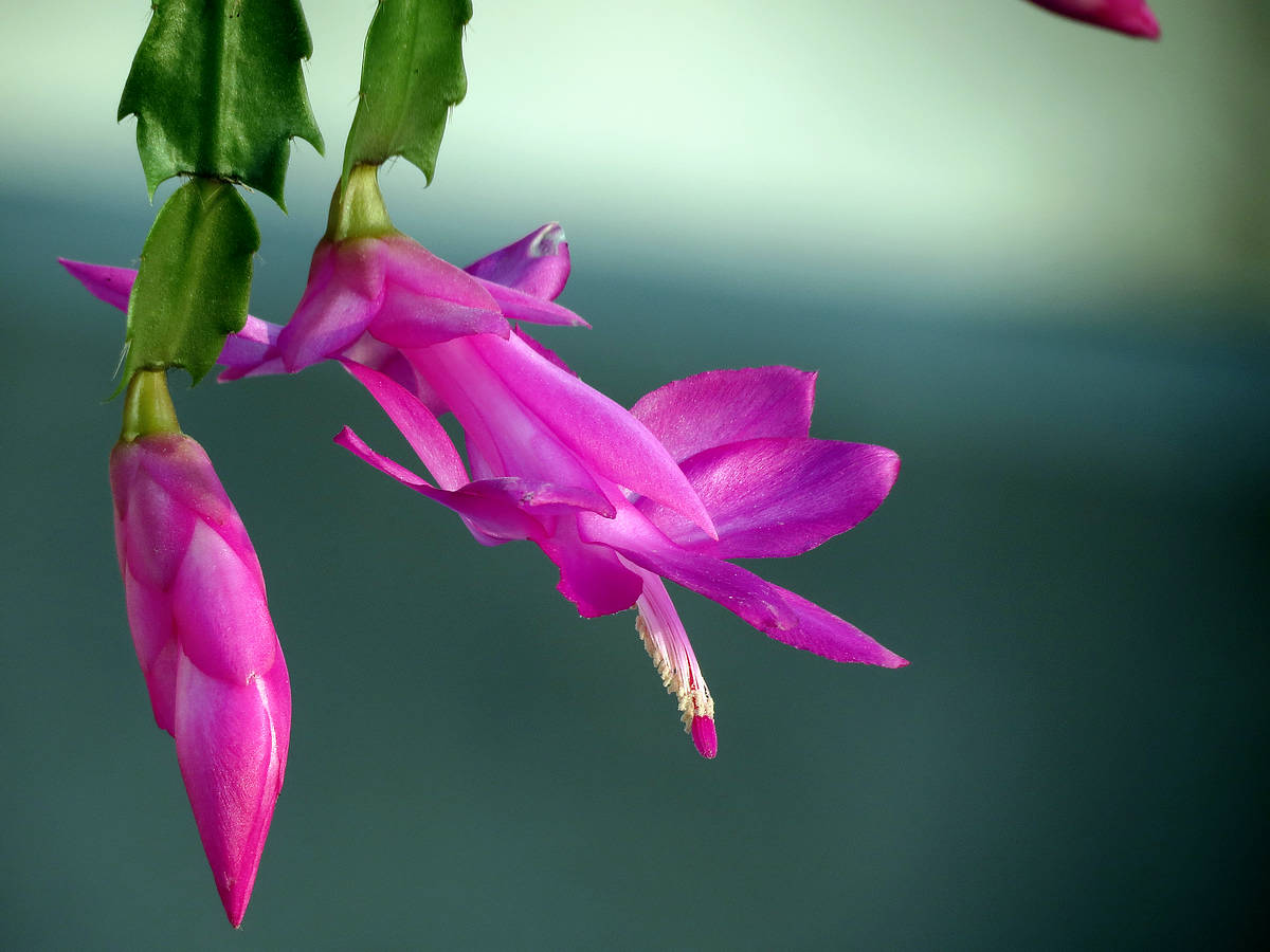 蟹爪兰如何养根才能不烂,蟹爪兰夏季烂根怎么救活