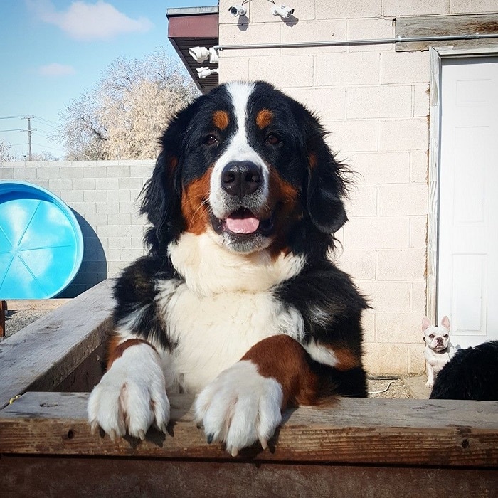 世界上最昂贵的10只狗,世界上最昂贵的狗品种