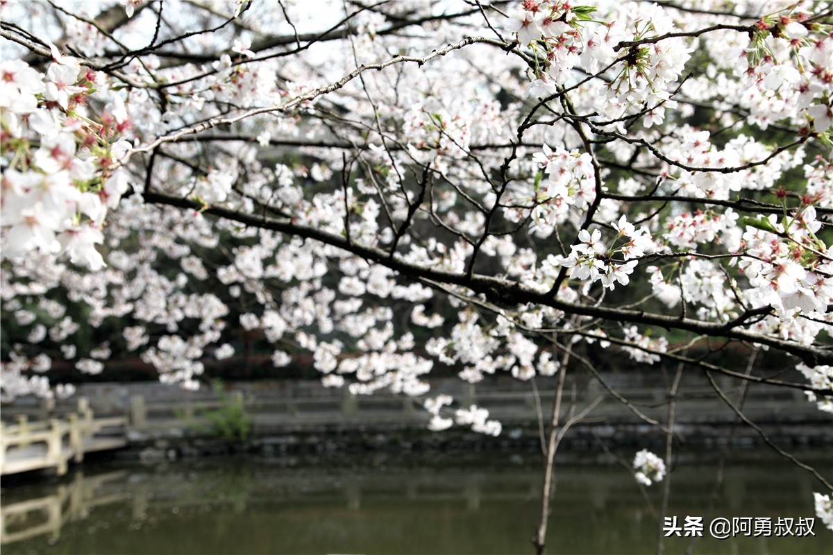 全国百强高中苏州有几个,苏州实验中学科技城校区