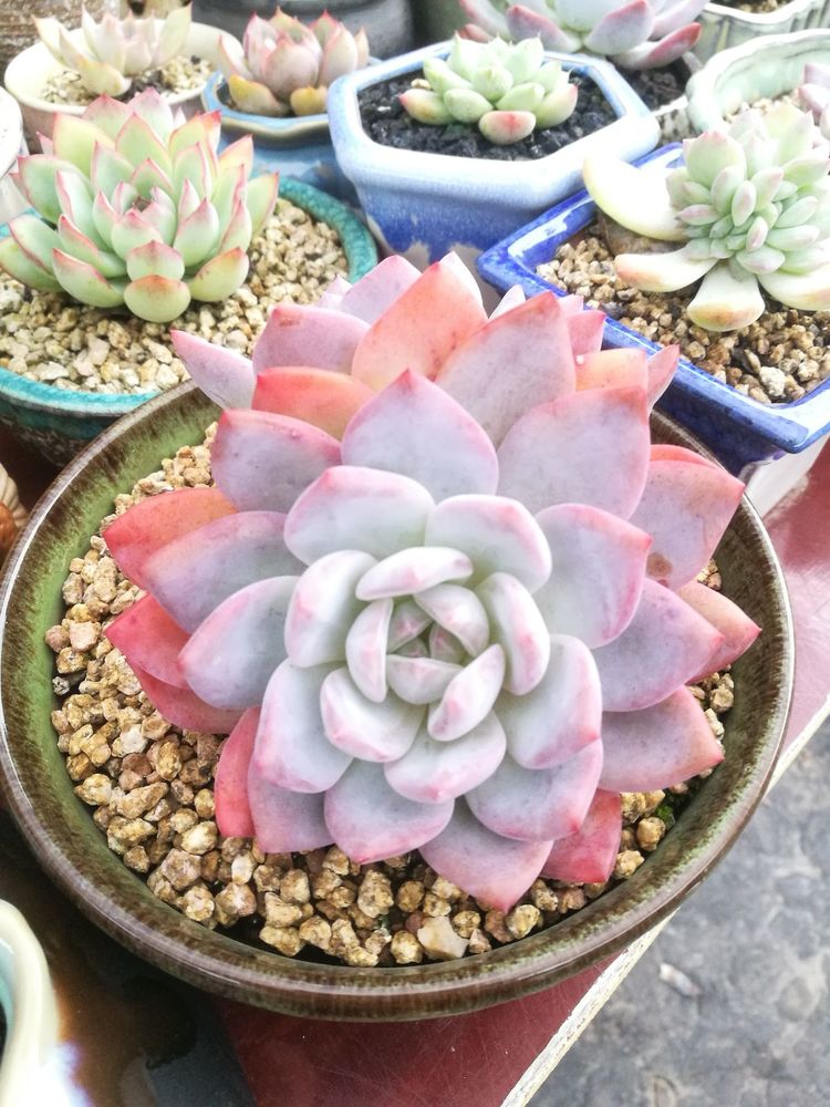 误打误撞的多肉情缘,带我走进多肉小世界!