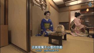 吸猫最高境界图片,吸猫最高境界完整视频